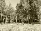7 - Lot and land for sale, Petite-Rivière-Saint-François (Code - pr858, Charlevoix)