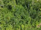 3 - Terrain et terre à vendre, Petite-Rivière-Saint-François (Code - pr788, Charlevoix)
