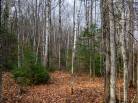 14 - Terrain et terre à vendre, Baie-Saint-Paul (Code - sp826, Charlevoix)