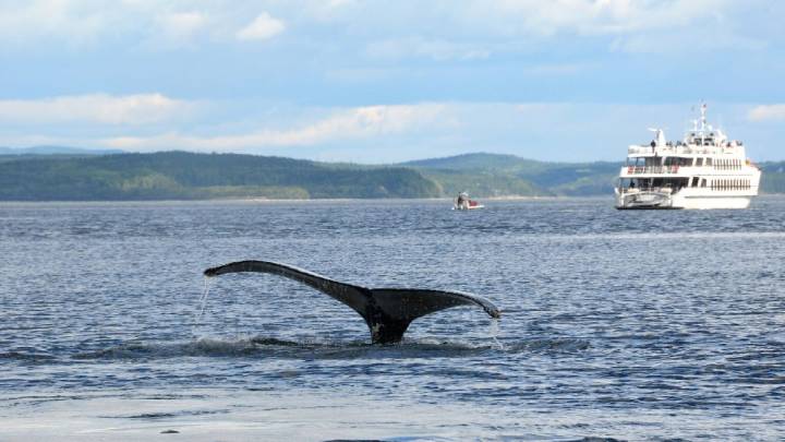 Observation des baleines