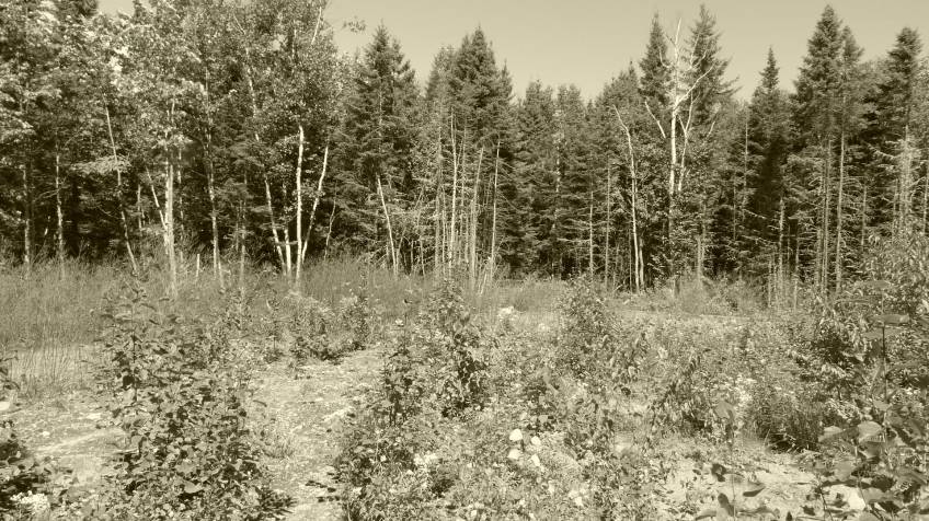 4 - Lot and land for sale, Petite-Rivière-Saint-François (Code - pr858, Charlevoix)