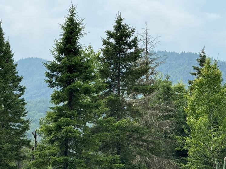 2 - Lot and land for sale, Les Éboulements (Code - eb293, Charlevoix)