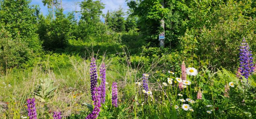 9 - Lot and land for sale, Les Éboulements (Code - eb284, Charlevoix)