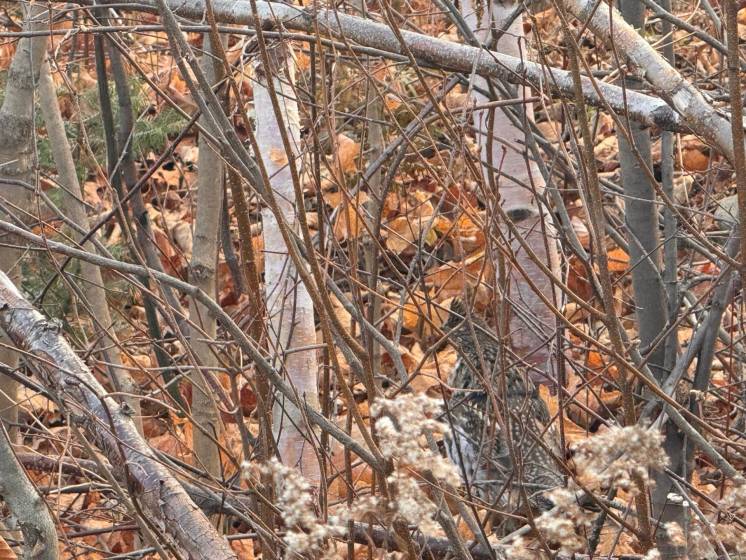 4 - Lot and land for sale, Petite-Rivière-Saint-François (Code - pr837, Charlevoix)