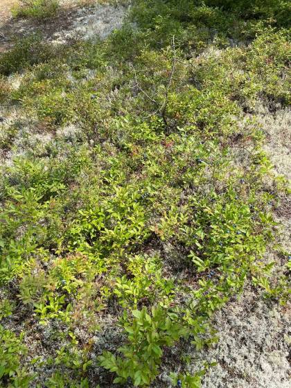 4 - Terrain et terre à vendre, Saint-Siméon (Code - ss070, Charlevoix)